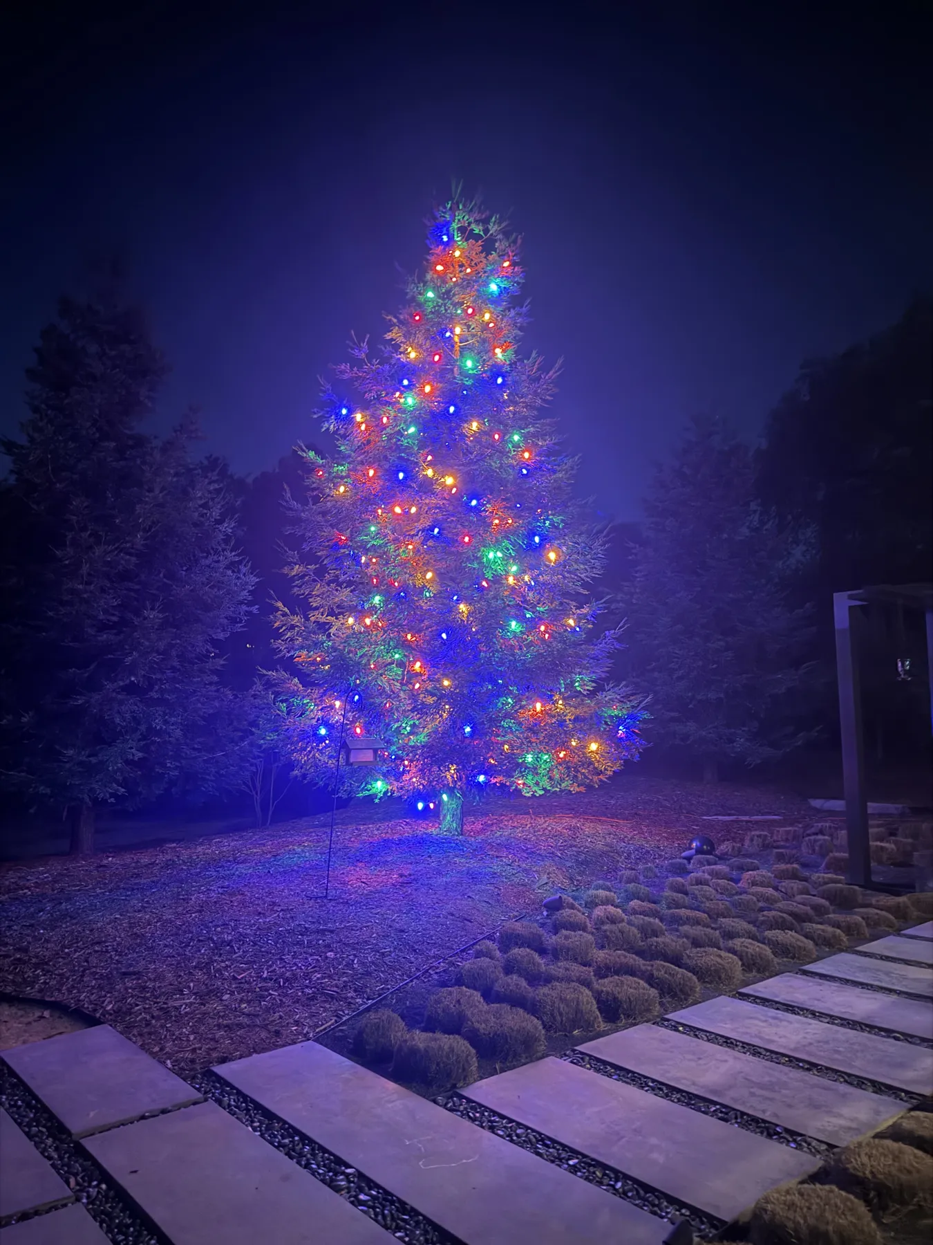 Large evergreen tree with multicolor lights