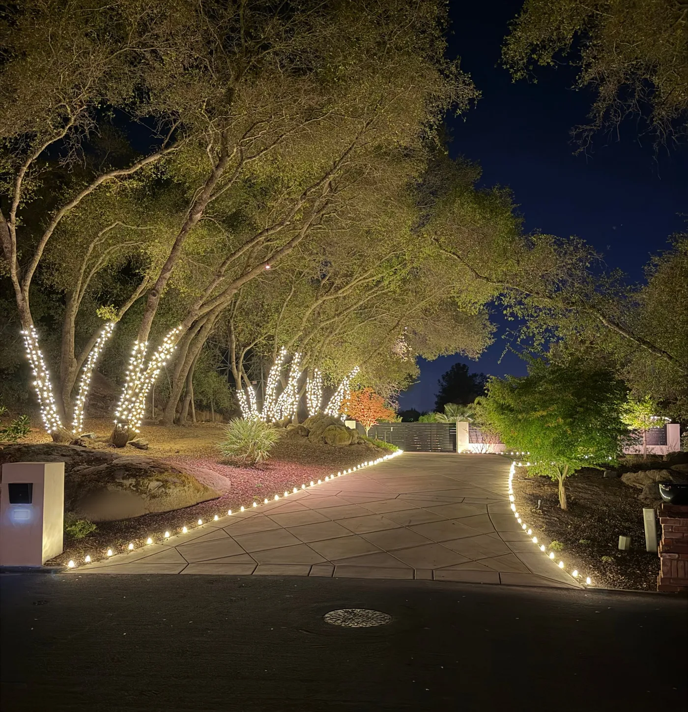 Oak tree trunks wrapped in warm white mini lights above a driveway lined with C9 stake lights in Granite Bay